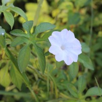 <i>Ipomoea pes-tigridis</i>  L.