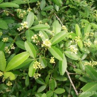 Zanthoxylum asiaticum (L.) Appelhans, Groppo & J.Wen