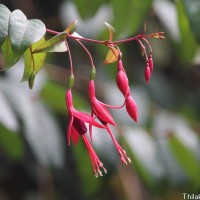 Fuchsia regia (Vand. ex Vell.) Munz