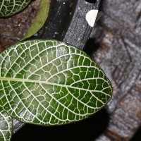 Fittonia albivenis (Lindl. ex Veitch) Brummitt