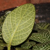 Fittonia albivenis (Lindl. ex Veitch) Brummitt