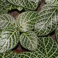 Fittonia albivenis (Lindl. ex Veitch) Brummitt