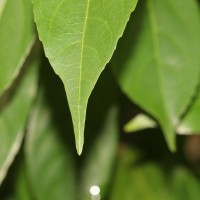 Hydnocarpus venenatus Gaertn.