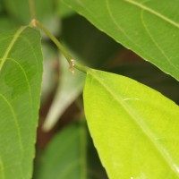 Hydnocarpus venenatus Gaertn.