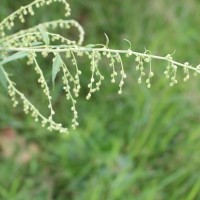 Artemisia indica Willd.