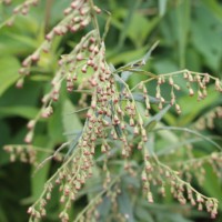 Artemisia indica Willd.