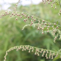 Artemisia indica Willd.