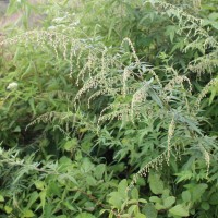 Artemisia indica Willd.