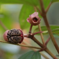 Melastoma malabathricum L.