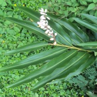 Alpinia zerumbet (Pers.) B.L.Burtt & R.M.Sm.