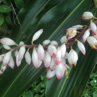 <i>Alpinia zerumbet</i>  (Pers.) B.L.Burtt & R.M.Sm.