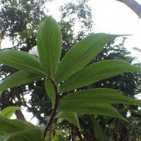 Hellenia speciosa (J.Koenig) S.R.Dutta