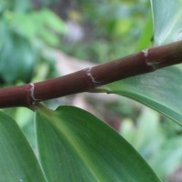 Hellenia speciosa (J.Koenig) S.R.Dutta