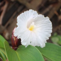 <i>Hellenia speciosa</i>  (J.Koenig) S.R.Dutta