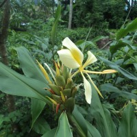 Hedychium flavescens Carey ex Roscoe