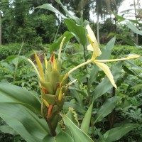 Hedychium flavescens Carey ex Roscoe