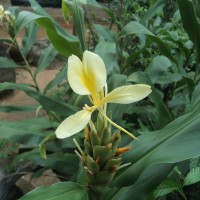 <i>Hedychium flavescens</i>  Carey ex Roscoe