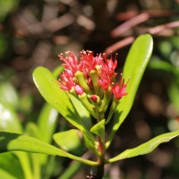 Lumnitzera littorea (Jack) Voigt