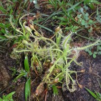 Drosera indica L.