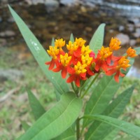 Asclepias curassavica L.