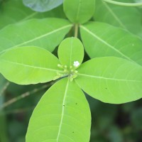 Rauvolfia tetraphylla L.