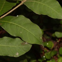 Rauvolfia tetraphylla L.