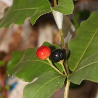 Rauvolfia tetraphylla L.