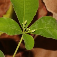 Rauvolfia tetraphylla L.