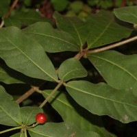 <i>Rauvolfia tetraphylla</i>  L.