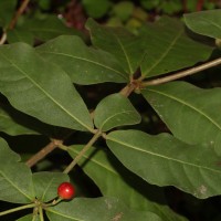 Rauvolfia tetraphylla L.