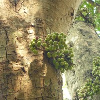 Ficus racemosa L.