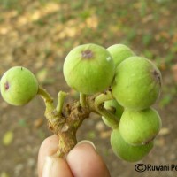 Ficus racemosa L.