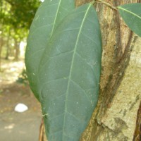 Ficus racemosa L.