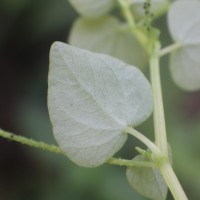 Peperomia pellucida (L.) Kunth