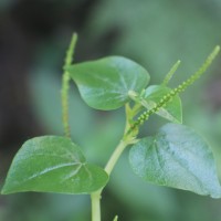 Peperomia pellucida (L.) Kunth