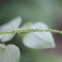 Peperomia pellucida (L.) Kunth