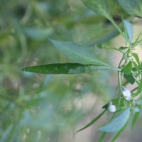 Capsicum annuum L.