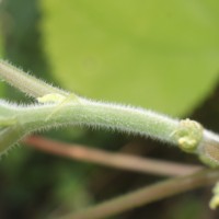 Boehmeria nivea (L.) Gaudich.