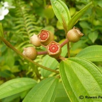 Melastoma malabathricum L.