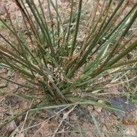 Schoenoplectiella articulata (L.) Lye