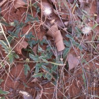 Tridax procumbens L.