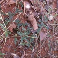 <i>Tridax procumbens</i>  L.