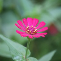 Zinnia elegans Jacq.