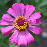 <i>Zinnia elegans</i>  Jacq.