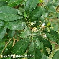 Glycosmis angustifolia Lindl. ex Wight & Arn.