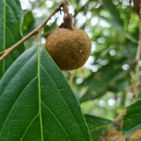 Hydnocarpus venenatus Gaertn.