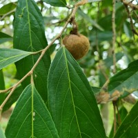 Hydnocarpus venenatus Gaertn.