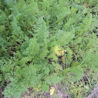 <i>Daucus carota</i>  L.