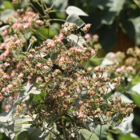 Melochia umbellata (Houtt.) Stapf