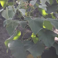 Melochia umbellata (Houtt.) Stapf